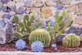 Garden of cacti and succulents. Various cacti planted in the garden in the ground