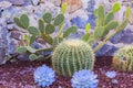 Garden of cacti and succulents. Various cacti planted in the garden in the ground