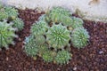 Garden of cacti and succulents. Various cacti planted in the garden in the ground