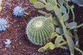 Garden of cacti and succulents. Various cacti planted in the garden in the ground