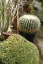 Garden: cactus and succulent plants greenhouse Royalty Free Stock Photo