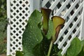 garden calla lilies. a bush of flowers on the background of a wooden fence. landscaping of the territory. decoration with plants