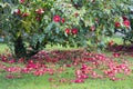 Camellia trees garden in Soutomaior Spain