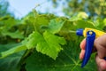Garden care. Spraying branches of bushes or trees. Treatment of grape leaves for diseases or pests