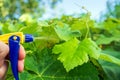 Garden care. Spraying branches of bushes or trees. Treatment of grape leaves for diseases or pests