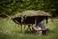 Garden cart with freshly cut green grass large t on the lawn. Garden works