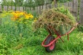 Garden cart in the kitchen garden