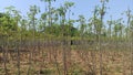 garden of cassava trees