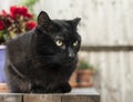 In the garden - Catito the black cat. Royalty Free Stock Photo