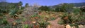 Garden At Center for Earth Concerns, Ojai, California Royalty Free Stock Photo