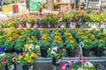 Garden center and floral market. Variety of flowers, trees, plants, different types of potting soil and organic fertilizers, Spri