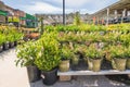 Garden center and floral market. Variety of flowers, trees, plants, different types of potting soil and organic fertilizers, Sprin