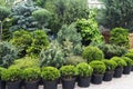 Garden center. Gardening, shop. Tuya, Spruce, pine, fir Royalty Free Stock Photo