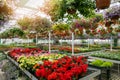 garden center greenhouse with flowers and plants for sale Royalty Free Stock Photo