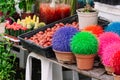 Garden center with lot potted small cactus plants sale