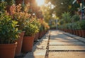 Garden center pathway lined with potted plants and warm sunlight Royalty Free Stock Photo