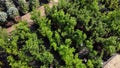 Garden center. Roses, a view from a drone. Trade, sale, cultivation of flower seedlings. Soft Focus. Royalty Free Stock Photo