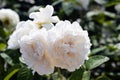 Garden center. Roses, a view from a drone. Trade, sale, cultivation of flower seedlings. Soft Focus. Royalty Free Stock Photo