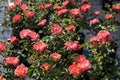 Garden center. Roses, a view from a drone. Trade, sale, cultivation of flower seedlings. Soft Focus. Royalty Free Stock Photo
