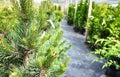 Garden center for the sale of plants. Here you can buy a lot of varieties of green plants: various flowers, fir, spruce, pine, App Royalty Free Stock Photo