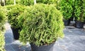 Garden center for the sale of plants. Here you can buy a lot of varieties of green plants: various flowers, fir, spruce, pine, App