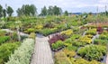 Garden center for the sale of plants. Here you can buy a lot of varieties of green plants: various flowers, fir, spruce, pine, App Royalty Free Stock Photo