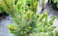 Garden center for the sale of plants. Here you can buy a lot of varieties of green plants: various flowers, fir, spruce, pine, App