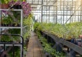 Garden center selling plants in a greenhouse, Beautiful blooming green house