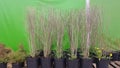 Garden center selling plants. Seedlings of various trees in pots in an outdoor garden store. Large distribution of planting of Royalty Free Stock Photo