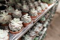 Garden center and wholesale supplier concept. Many different cacti in flower pots in flowers store on the shelves of