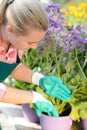 Garden center woman planting purple potted flowers Royalty Free Stock Photo