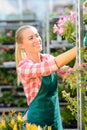 Garden center woman work with potted flowers Royalty Free Stock Photo