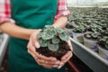 Garden center worker holding plant about to tbe potted Royalty Free Stock Photo