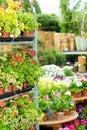 Garden centre green house with potted flowers Royalty Free Stock Photo