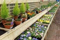 Garden Centre Shop Display of Spring Flowers