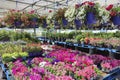 The Garden Centre at the supermarket.  Flowers in a pot. Different plants, flowers, seedling, fertilizer, flower in hanging basket Royalty Free Stock Photo