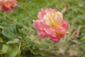 Side View Of Damask Rose Royalty Free Stock Photo