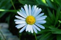 Garden chamomile or Nivyanik or Ox-eye Daisy Latin: Leucanthemum on a background soft blurry of green leaves. White flower close Royalty Free Stock Photo