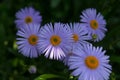 Garden chamomile Pyrethrum purple on a green background with a beam of sunshine. Perennial herba-ceous plant. Royalty Free Stock Photo