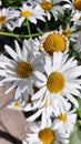 White chamomile blooms in Midsummer