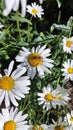 White chamomile blooms in Midsummer