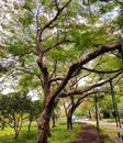 An old green tree trunk & x28;Artificial lake& x29; and roots in Chatuchak Park, Bangkok, Thailand.