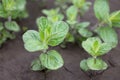 In the garden on the chernozem grow bushes of young mint in the open air.