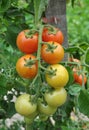 Cherry tomatoes grow in open ground