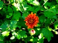 Garden chrysanthemum in the shade of foliage in the afternoon.