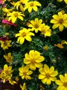 Garden Chrysanthemum