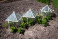 Three traditional glass garden cloches Royalty Free Stock Photo