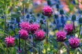 Garden close up of pink bee balm in bloom, with blue thistle in the background Royalty Free Stock Photo