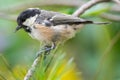 Garden coal tit Royalty Free Stock Photo
