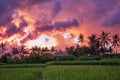 Garden with coconut palm trees. Amazing sunrise. Landscape with green meadow, Bali, Indonesia. Wallpaper background. Natural Royalty Free Stock Photo